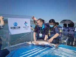 Helping fish navigate dams: one engineer’s mission to restore the Yangtze River ecosystem