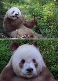 China strengthens all-round protection for giant pandas