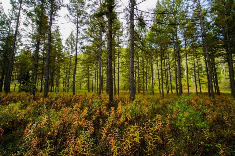 Saihanba secures “green pass” to international market