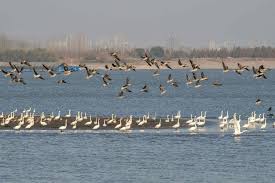 China makes steady progress in noise pollution control