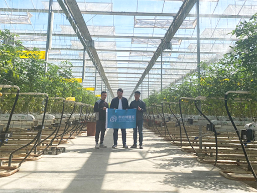 China’s greenhouse technology goes global, benefiting farmers worldwide