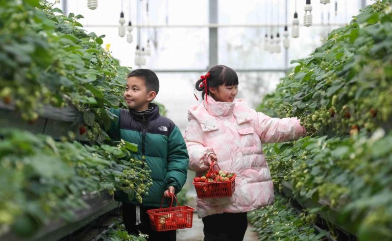 How intellectual property drives China’s rural transformation