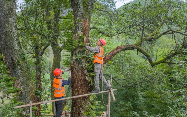 China averages 100 trees per person as nation accelerates greening efforts