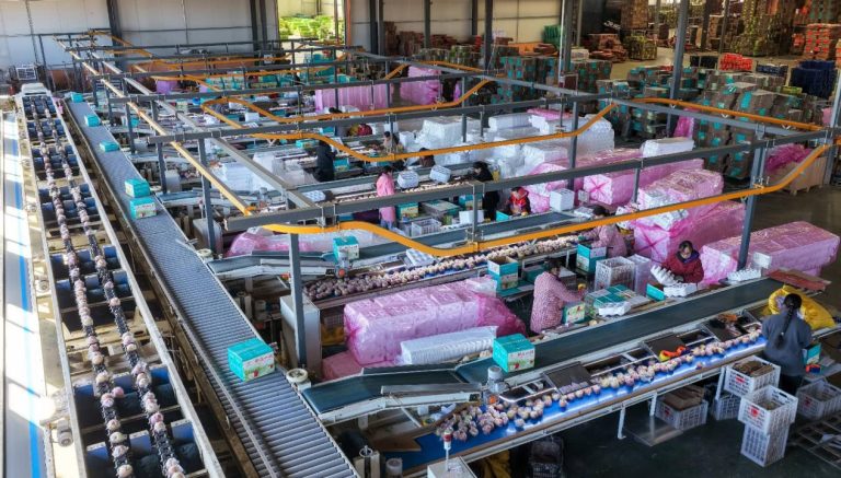 China maintains position as world’s top apple producer and consumer