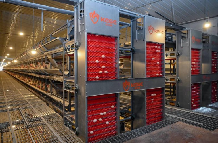 Technological drives modernization in China’s egg industry