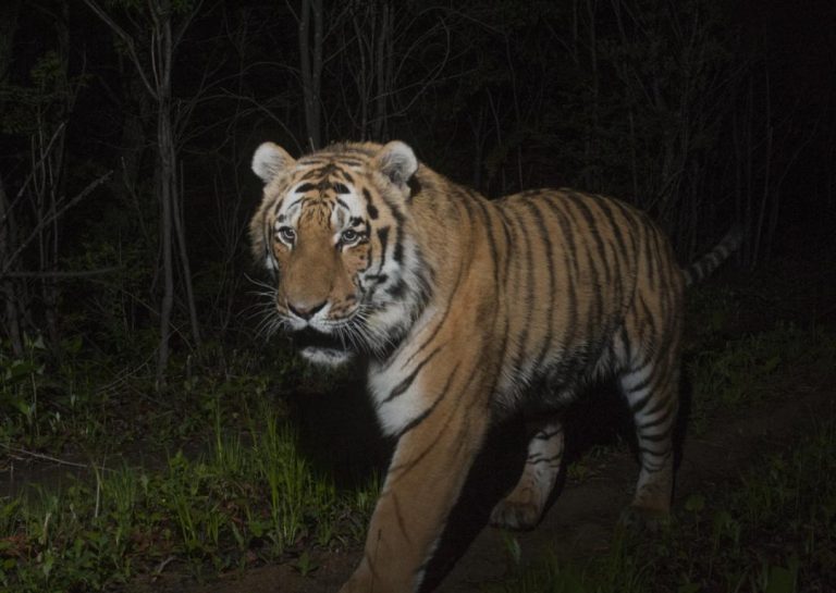 Integrated monitoring network protects tiger and leopard habitats in NE China