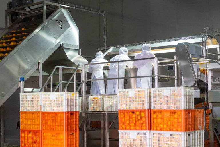 Small fruit, big reach: China’s citrus goes global