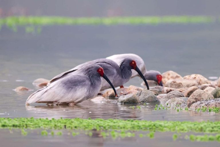 Dongzhai nature reserve marks milestone achievement in crested ibis conservation