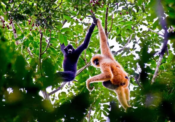 China’s ecological protection red line system strengthens ecosystem protection