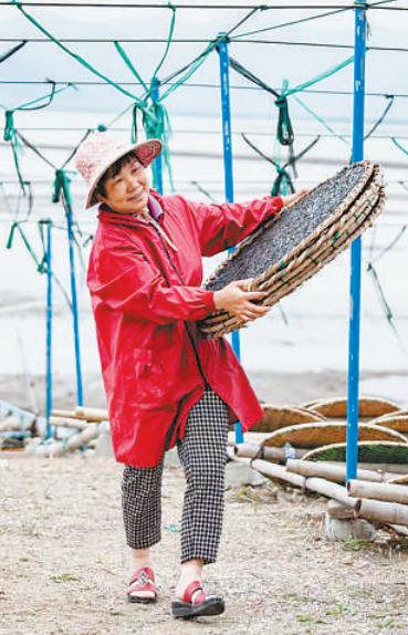 Tidal-flat seaweed in East China becomes ecological asset