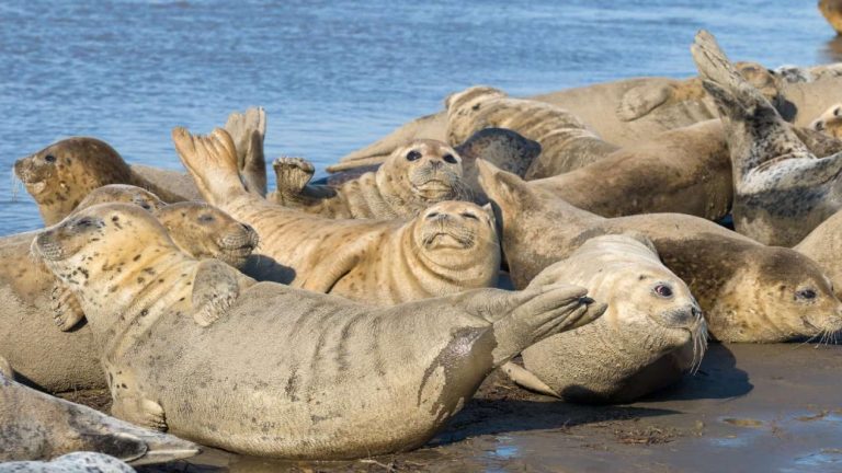 Spotted seals return as marine ecosystems recover in Panjin, NE China