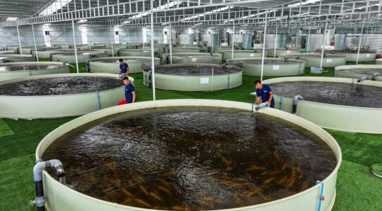 ‘Seafood’ grown in Xinjiang’s desert hits local dinner tables