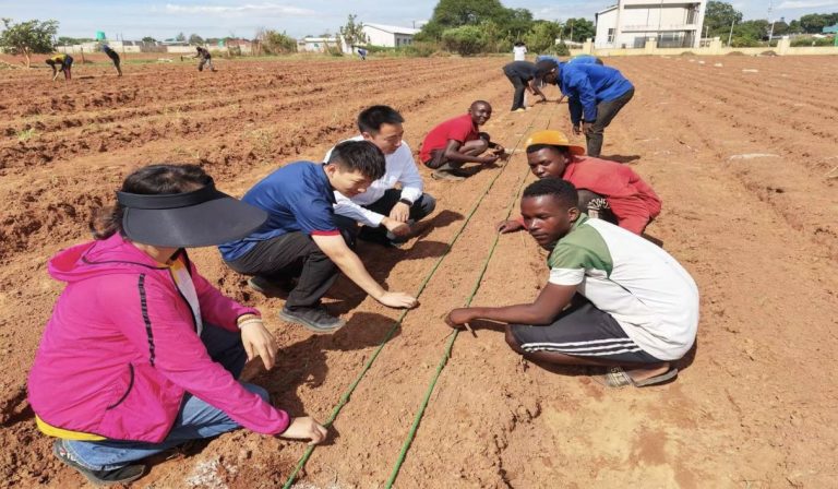 Hybrid rice: China-Africa agricultural cooperation sows prosperity on African soil