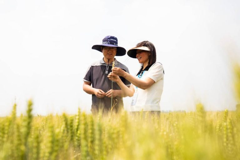 China intensifies farmland protection efforts