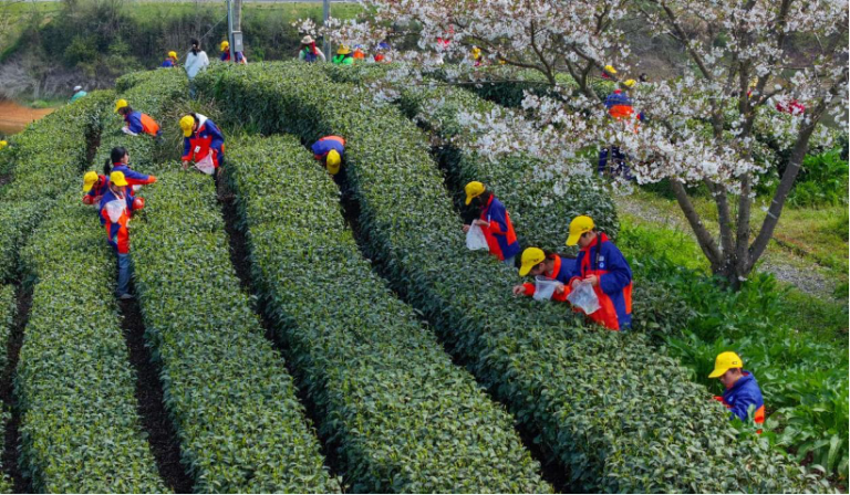 Why Chinese matcha is winning the global market