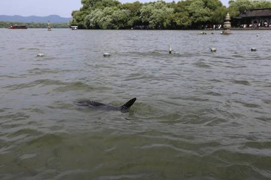 Hangzhou deploys biomimetic robotic fish for West Lake patrols