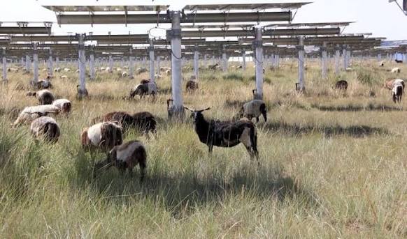 Self-sustaining ecological cycle takes shape at solar park in NW China’s Qinghai